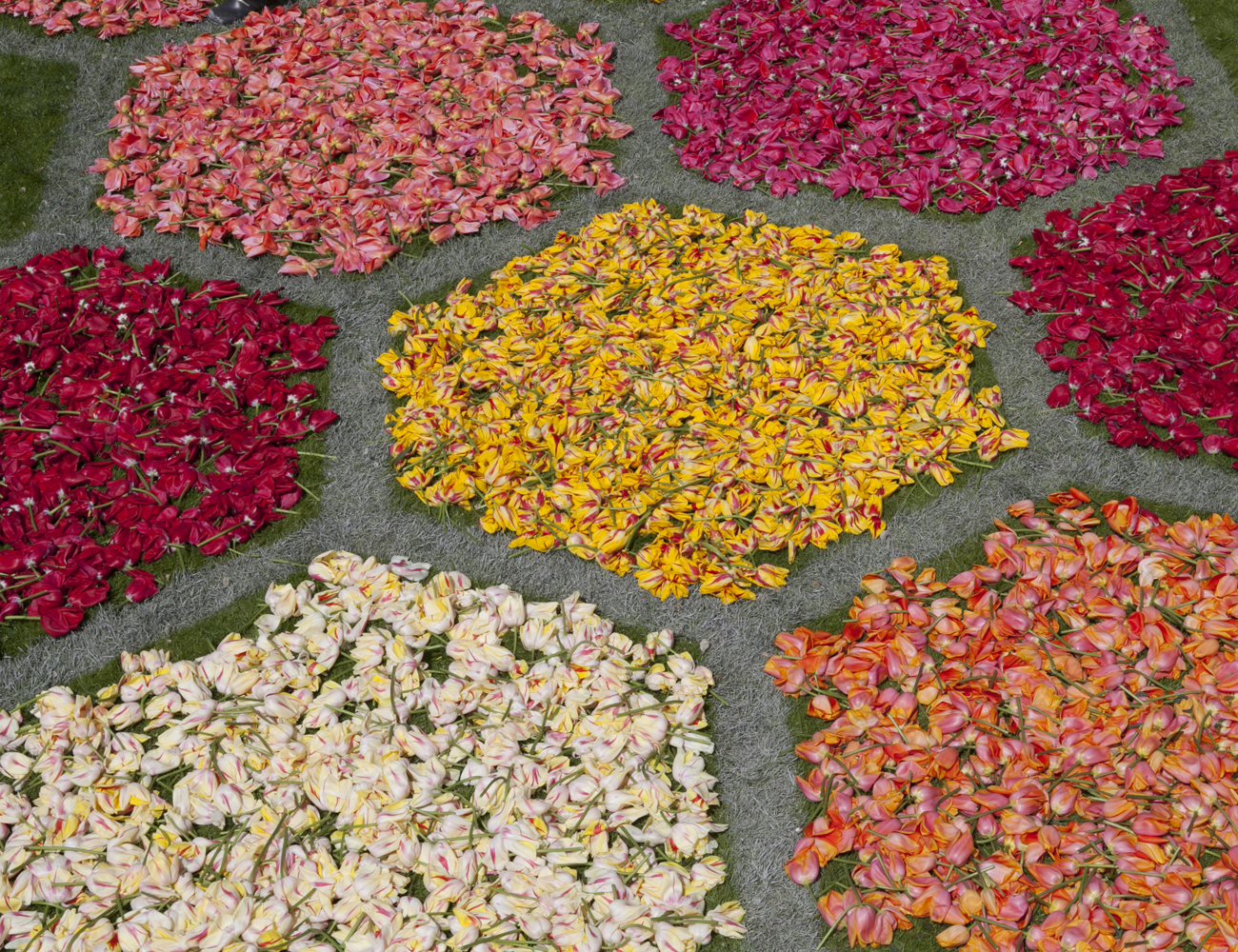 Zeshoekige bloemperken van tulpenkoppen, detail