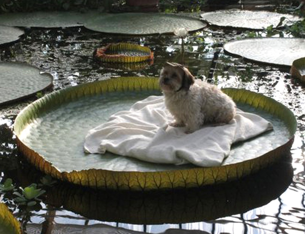 Binky op een blad van de Victoria Amazonica, Hortus Botanicus Leiden