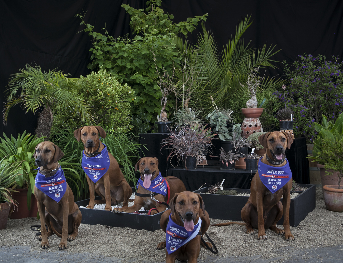 Bubba (2jr), Bo (1,5jr), Sehai Rafia (0,5 jr), Noa (4jr), Hakuna Matata (1jr), Rhodesian Ridgebacks, 2015, fotografie Joel Nieminen