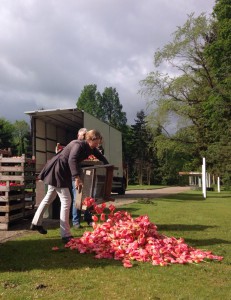 Installatie gekopte tulpen in Amstelpark